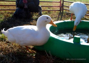 Ducks
