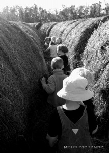 Lost In The Bale Maze Lost in the bale maze