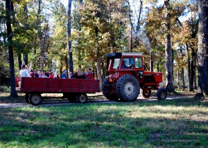 Tractor and wagon ride to the corn maze. Wagon Ride